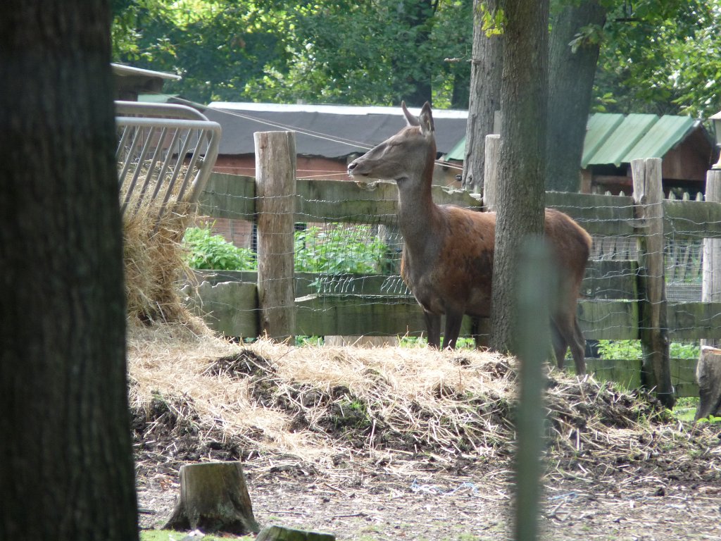 2014-09-14 Château de la Madeleine-0035.JPG